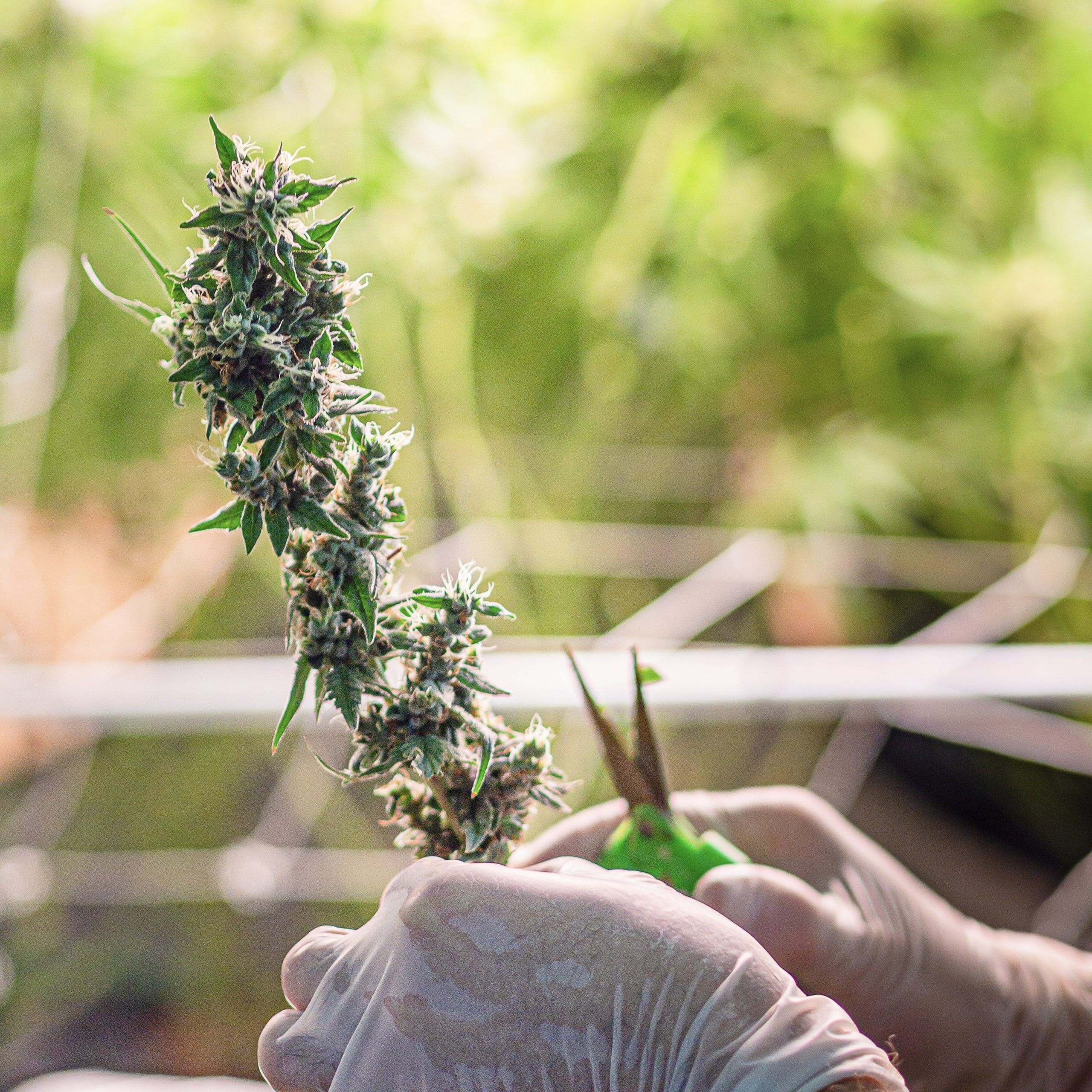 a hand holding cannabis